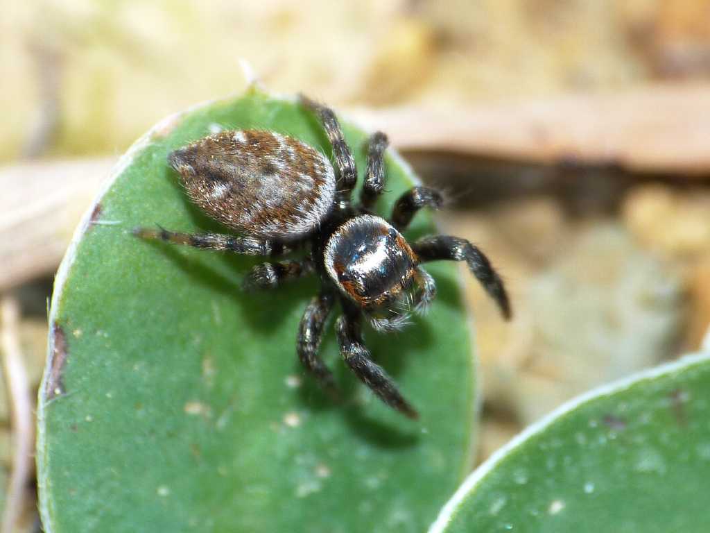 Hasarius adansonii? No. Evarcha jucunda - Tolfa (RM)